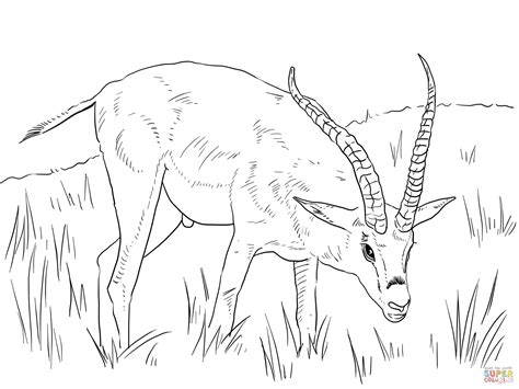 african animals coloring pages  printable pictures coloring home