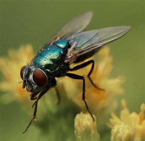 fliege foto bild tiere wildlife insekten bilder auf fotocommunity