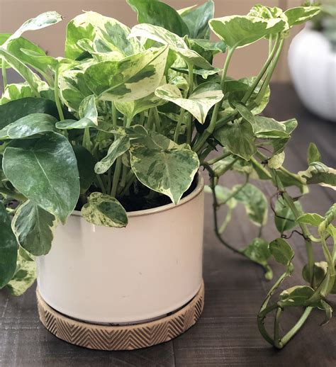 light indoor plants   thrive   home  office natalie linda