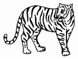 Coloring Zoo Animals Animal Tiger Print Colouring Printable Drawing Drawings Book Pages Clipart Theme Children Pdf Cliparts Getdrawings Library Format sketch template