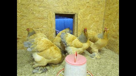 Poules Fauve Herminé Bleu Brahma Buff Blue Columbian Brahma Hens