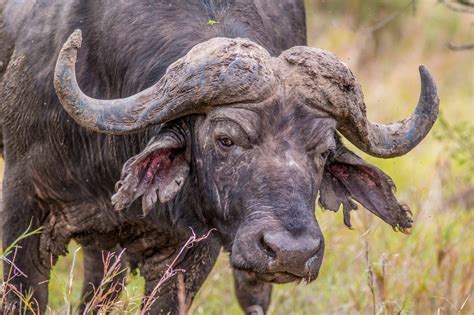 cape buffalo facts information pictures  video learn