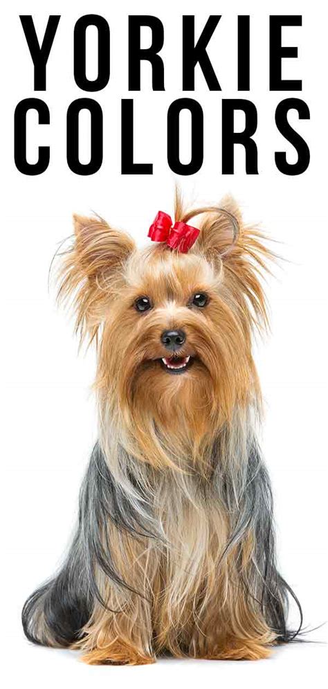 yorkie colors find     colors   distinctive breed