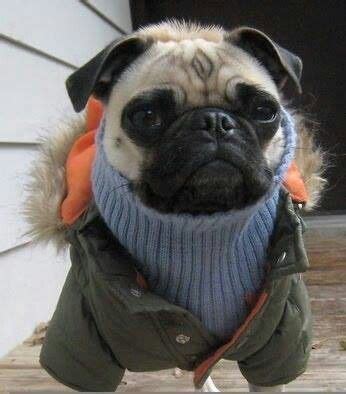 hipster pug pugclothes pugs funny cute pugs baby pugs