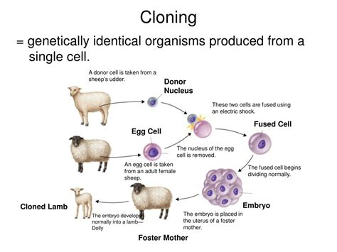 genetic engineering  cloning powerpoint    id