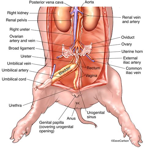 fetal pig female urogenital system carlson stock art