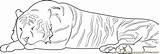 Tiger Sleeping Coloring Pages Coloringpages101 Animals Online Mammals sketch template