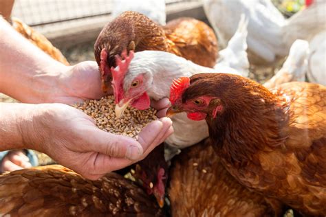 organic chicken feed  laying hens reviews