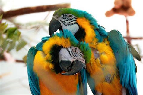 bc parrot refuge set  close aug  hundreds  birds    homes vancouver observer