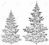 Tree Pine Drawing Realistic Christmas Trees Sketch Drawings Draw Fir Outline Line Hemlock Xmas Snow Evergreen Clipart Getdrawings Sketches Pencil sketch template