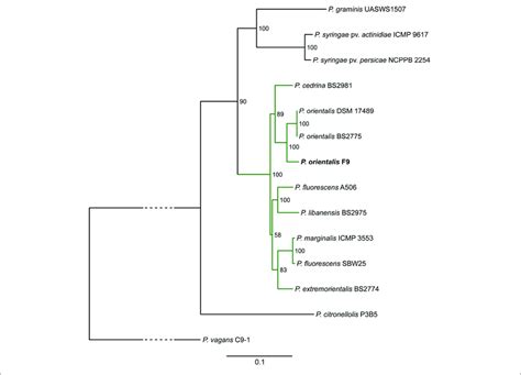 Phylogenetic Tree Highlighting The Position Of P Orientalis F9