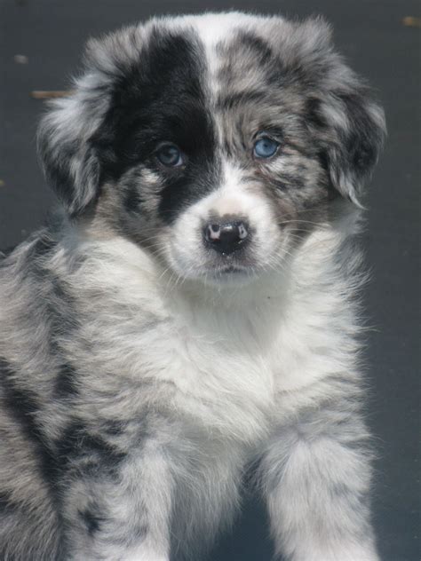 australian shepherd blue merle aussie puppies australian shepherd dogs cute dogs