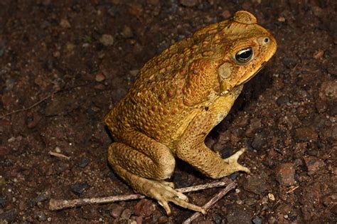 cane toad  australian museum
