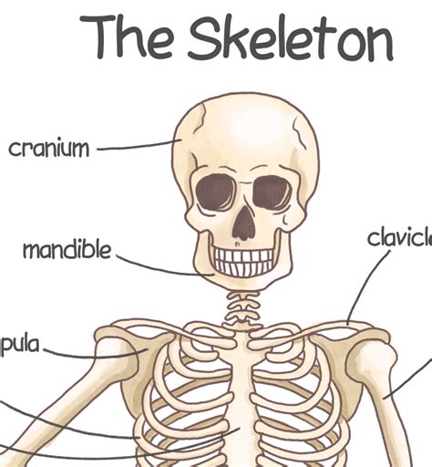 human skeleton poster  kids human bones downloadable prints etsy uk