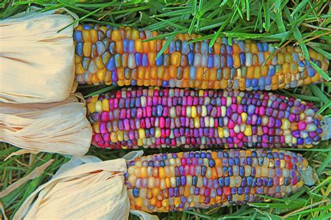 indian corn ears photograph  robert tubesing fine art america