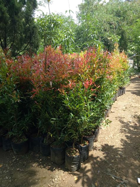 pemeliharaan  perawatan tanaman pucuk merah sinox nursery