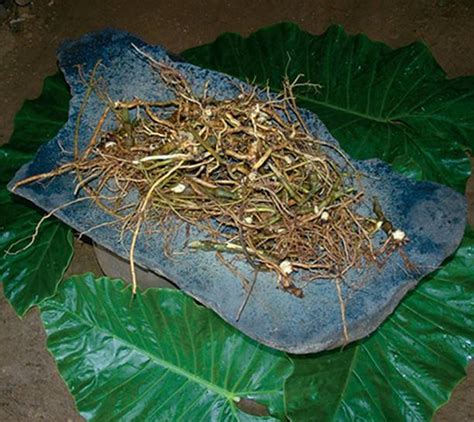 medicinal plants herbs for female lubrication in uganda homes of heaven