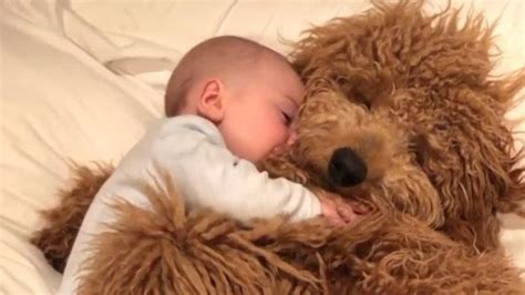 adorable video  baby cuddling pet dog  viral people