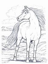 Coloring Horse Pages Printable Adults Kids Comments sketch template