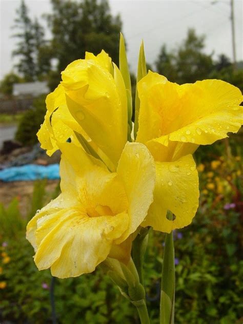 pin  canna lily seeds