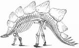 Dinosaure Squelette Stegosaurus Dinosaurs Skeletons Marsh sketch template