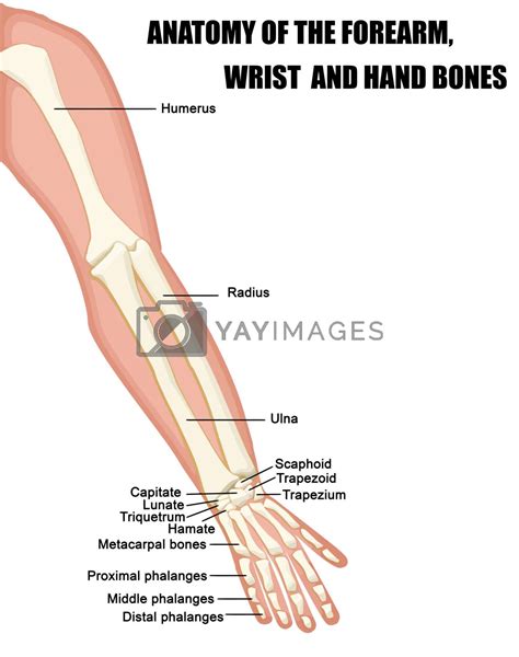 anatomy   forearm wrist  hand bones  roxanabalint vectors