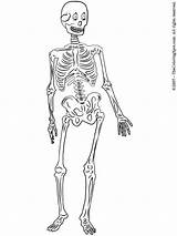 Skeleton Coloring Pages Printable Print Human Colouring Kids Sheet Halloween sketch template