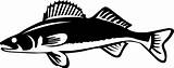 Walleye Clipart Fish Decal Decals Wall Outline Silhouette Fishing Clip Svg Cliparts Vinyl Stickers Identicards Cabin Library Close Boat  sketch template