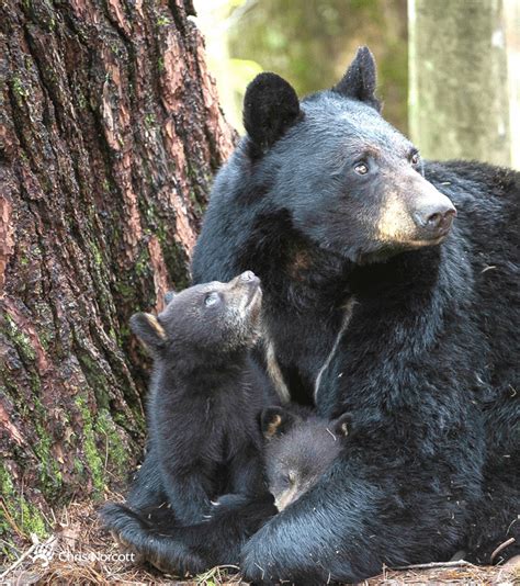 Mama Black Bear And Cubs