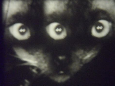 eyed cat   weegee vintage everyday