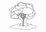 Baum Kostenlose Laubbaum Baumhaus Bäume sketch template