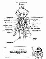 Physiology Anatomie Biologie Skull Workbook Answer Ausmalbild Q1 Disimpan sketch template