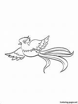 Coloring Quetzal Pages Print Bird Birds Drawing Visit Color sketch template