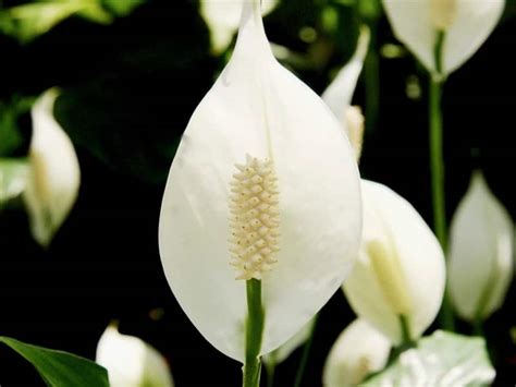 peace lily grow  seed answered leafyjournal