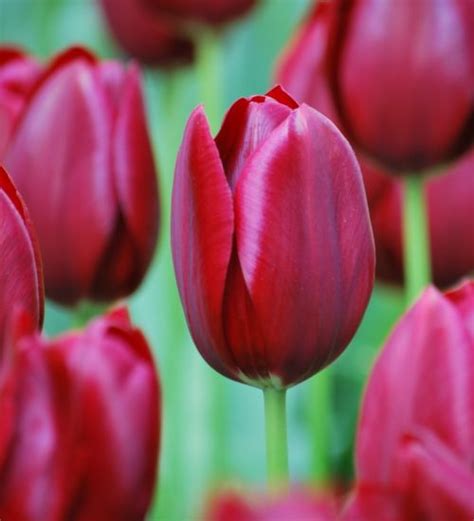 1000 images about rich velvet tulips on pinterest tulip