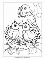 Coloring Pages Spring Nest Birds Printable Kids Primarygames Preschool Print sketch template