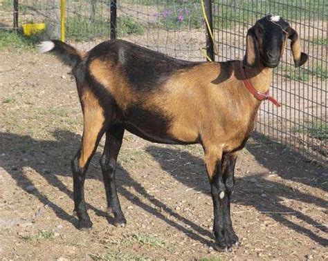 famous goat breeds  raise  milkmeat  fleece   sufficient living