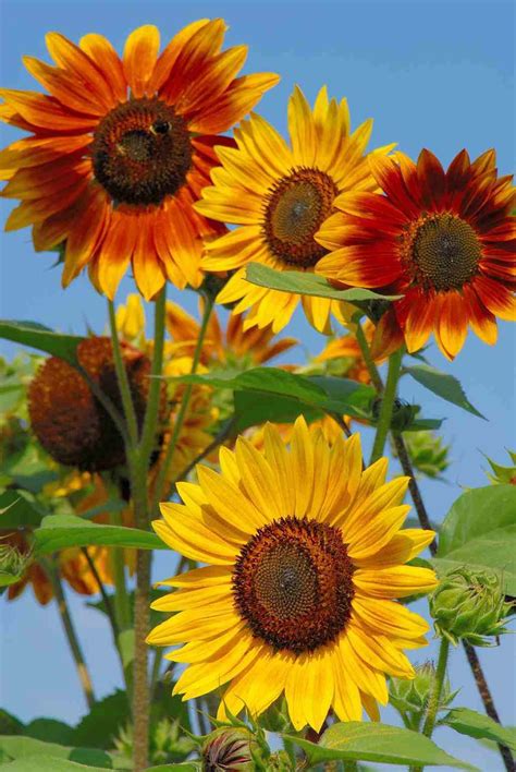 sensational sunflowers  shapes sizes colors oregonlivecom