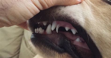 dog teeth loss png teeth walls collection