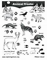Animal Tracks Identification Track Printable Coloring Pdf Animals Guide Kids Poster Tracking Pages Prints Wildlife Maine Tierspuren Washington Footprints Wild sketch template