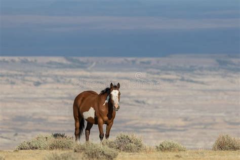 beautiful wild horse   high desert stock photo image  herd