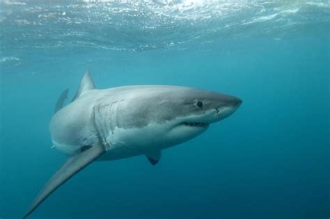 Nouvelle Calédonie Les Campagnes D’abattage De Requins Interdites Par