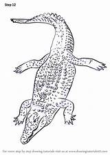 Crocodile Nile Draw Drawing Step Getdrawings Reptiles Crocodiles Learn Line sketch template