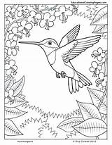 Colouringpages Hummingbird sketch template