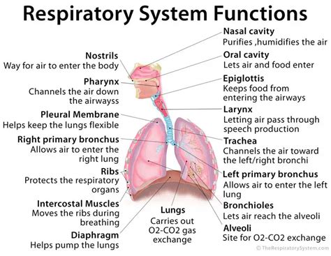 list  main parts  functions   respiratory system