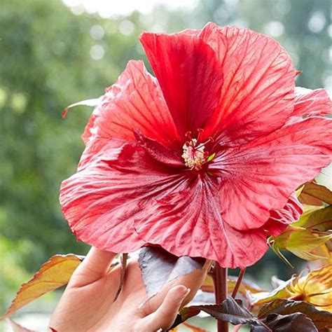 hibiscus moscheutos carousel  geant red