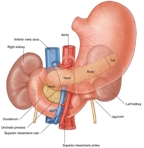 pancreas location anatomy  function  digestion