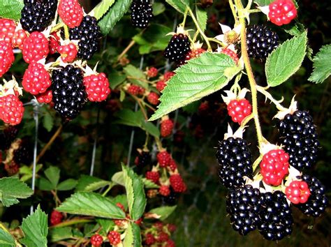 sweet blackberries photograph by will borden fine art america