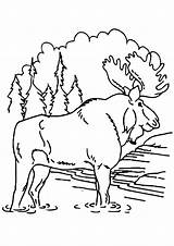 Moose Coloring Elk Pages Books Last sketch template