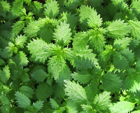 organic annual nettle